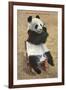 Panda, Forest Park Zoo, St. Louis, Missouri-null-Framed Art Print