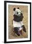 Panda, Forest Park Zoo, St. Louis, Missouri-null-Framed Art Print