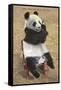 Panda, Forest Park Zoo, St. Louis, Missouri-null-Framed Stretched Canvas