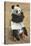 Panda, Forest Park Zoo, St. Louis, Missouri-null-Stretched Canvas