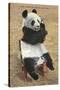 Panda, Forest Park Zoo, St. Louis, Missouri-null-Stretched Canvas