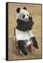 Panda, Forest Park Zoo, St. Louis, Missouri-null-Framed Stretched Canvas