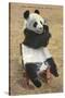 Panda, Forest Park Zoo, St. Louis, Missouri-null-Stretched Canvas