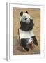 Panda, Forest Park Zoo, St. Louis, Missouri-null-Framed Art Print