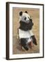 Panda, Forest Park Zoo, St. Louis, Missouri-null-Framed Art Print