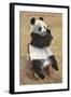 Panda, Forest Park Zoo, St. Louis, Missouri-null-Framed Art Print