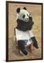 Panda, Forest Park Zoo, St. Louis, Missouri-null-Framed Art Print