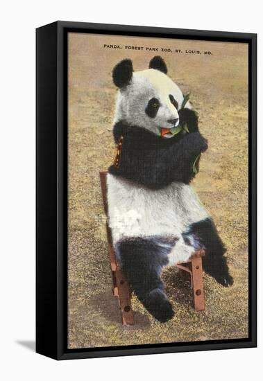 Panda, Forest Park Zoo, St. Louis, Missouri-null-Framed Stretched Canvas