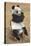 Panda, Forest Park Zoo, St. Louis, Missouri-null-Stretched Canvas