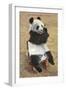 Panda, Forest Park Zoo, St. Louis, Missouri-null-Framed Art Print