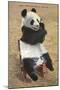 Panda, Forest Park Zoo, St. Louis, Missouri-null-Mounted Art Print