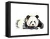 Panda Hand Painted Watercolor Illustration Isolated on White Background. Watercolor Animal Silhouet-Tatyana Komtsyan-Framed Stretched Canvas