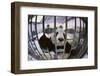 Panda in Cage-DLILLC-Framed Photographic Print