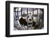 Panda in Cage-DLILLC-Framed Photographic Print