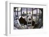 Panda in Cage-DLILLC-Framed Photographic Print