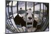Panda in Cage-DLILLC-Mounted Photographic Print