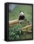 Panda in Chongquing City Zoo, Chongquing City, Chongquing, China-Gavin Hellier-Framed Stretched Canvas