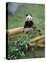 Panda in Chongquing City Zoo, Chongquing City, Chongquing, China-Gavin Hellier-Stretched Canvas