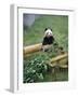 Panda in Chongquing City Zoo, Chongquing City, Chongquing, China-Gavin Hellier-Framed Photographic Print