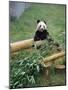 Panda in Chongquing City Zoo, Chongquing City, Chongquing, China-Gavin Hellier-Mounted Photographic Print