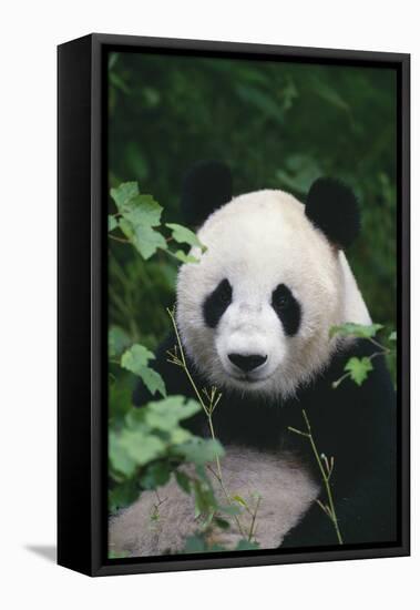 Panda in Forest-DLILLC-Framed Stretched Canvas