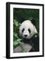 Panda in Forest-DLILLC-Framed Photographic Print