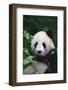 Panda in Forest-DLILLC-Framed Photographic Print