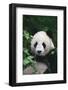 Panda in Forest-DLILLC-Framed Photographic Print