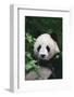 Panda in Forest-DLILLC-Framed Photographic Print