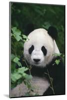 Panda in Forest-DLILLC-Mounted Photographic Print