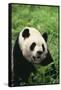 Panda in Grass-DLILLC-Framed Stretched Canvas