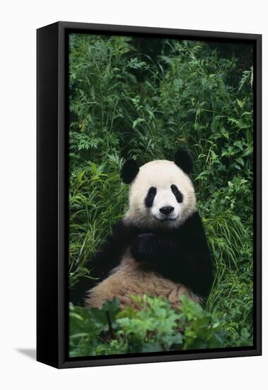 Panda in Grass-DLILLC-Framed Stretched Canvas