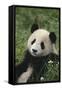 Panda in Grass-DLILLC-Framed Stretched Canvas