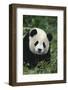 Panda in Grass-DLILLC-Framed Photographic Print