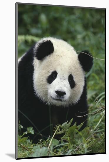 Panda in Grass-DLILLC-Mounted Photographic Print