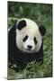 Panda in Grass-DLILLC-Mounted Photographic Print