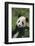 Panda in Grass-DLILLC-Framed Photographic Print