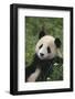 Panda in Grass-DLILLC-Framed Photographic Print