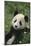 Panda in Grass-DLILLC-Mounted Photographic Print