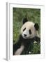 Panda in Grass-DLILLC-Framed Photographic Print