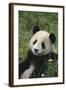 Panda in Grass-DLILLC-Framed Photographic Print