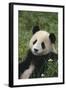 Panda in Grass-DLILLC-Framed Photographic Print