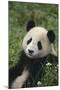 Panda in Grass-DLILLC-Mounted Photographic Print