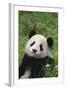 Panda in Grass-DLILLC-Framed Photographic Print