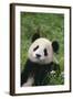 Panda in Grass-DLILLC-Framed Photographic Print