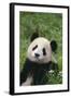 Panda in Grass-DLILLC-Framed Photographic Print