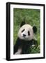 Panda in Grass-DLILLC-Framed Photographic Print