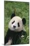 Panda in Grass-DLILLC-Mounted Photographic Print