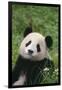 Panda in Grass-DLILLC-Framed Photographic Print