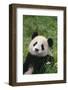 Panda in Grass-DLILLC-Framed Photographic Print